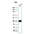 Western blot testing of human liver tissue lysate with Liver Arginase antibody (clone ARG1/9447). Predicted molecular weight ~35 kDa.