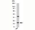 Western blot testing of human samples with FABP7 antibody at 2 ug/ml. U87 is a human glioma tumor cell line.
