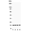 Western blot testing of PDGF-B antibody and Lane 1: rat heart; 2: (r) brain; 3: mouse heart; 4: human HeLa lysate Predicted size: ~15 kDa monomer and ~32 kDa dimer.