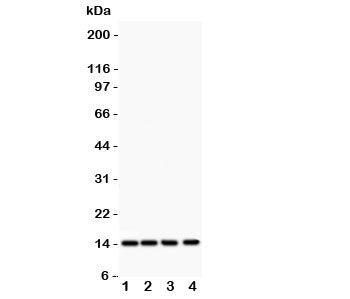 Western blot testing of PDGF-B antibody and Lane 1: rat heart; 2: (r) brain; 3: mouse heart; 4: human HeLa lysate Predicted size: ~15 kDa monomer and ~32 kDa dimer.