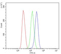 Flow cytometry testing of human Jurkat cells with ARG1 antibody at 1ug/million cells (blocked with goat sera); Red=cells alone, Green=isotype control, Blue= ARG1 antibody.