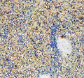 Immunohistochemical staining of NCR3 using anti-NCR3 antibody. NCR3 was detected in a paraffin-embedded section of human spleen tissue. Heat mediated antigen retrieval was performed in EDTA buffer (pH 8.0, epitope retrieval solution). The tissue section was blocked with 10% goat serum. The tissue section was then incubated with 2 ug/ml rabbit anti-NCR3 antibody overnight at 4oC. Peroxidase Conjugated Goat Anti-rabbit IgG was used as secondary antibody and incubated for 30 min at 37oC.