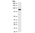 Western blot testing of human HeLa cell lysate with TLE1 antibody (clone TLEP1-1). Predicted molecular weight ~83 kDa.