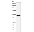 Western blot testing of human Raji cell lysate with CD48 antibody. Predicted molecular weight: 28-50 kDa depending on glycosylation level.
