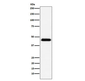 Western blot testing of human Raji cell lysate with CD48 antibody. Predicted molecular weight: 28-50 kDa depending on glycosylation level.
