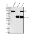 Immunoprecipitation of EZH2 protein from 500ug of human MCF7 whole cell lysate with 2ug of EZH2 antibody.