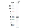 Western blot testing of human A549 cell lysate using AKR1C1 antibody (clone AKR1C1/9317). Predicted molecular weight ~37 kDa.
