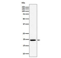 Western blot analysis of UFC1 expression in cell lysate using UFC1 antibody. Predicted molecular weight ~19 kDa.
