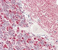 IHC testing of FFPE human cerebellum tissue with Kinesin light chain 1 antibody. HIER: steam section in pH6 citrate buffer for 20 min and allow to cool prior to staining.