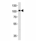 PROX1 antibody western blot analysis in SH-SY5Y lysate. Predicted molecular weight is 83 kDa, observed at 80-110 kDa.