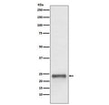 Western blot testing of human HepG2 cell lysate with Ubiquitin D antibody. Expected molecular weight: 18-22 kDa.