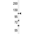Western blot analysis of HIF1A antibody and mouse NIH3T3 lysate. Routinely observed molecular weight: 100~120 kDa.