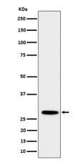 Western blot analysis of PSMB10 expression in human Daudi cell lysate using PSMB10 antibody. Predicted molecular weight ~29 kDa.