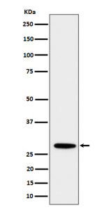 Western blot analysis of PSMB10 expression in human Daudi cell lysate using PSMB10 antibody. Predicted molecular weight ~29 kDa.