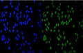 Immunofluorescent staining of FFPE human HeLa cells with HDAC9 antibody (green) and DAPI nuclear stain (blue). HIER: steam section in pH6 citrate buffer for 20 min.