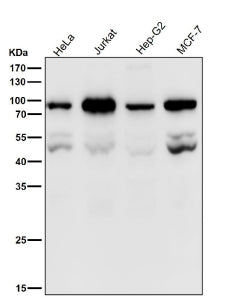 Western blot testing of human samples using the PSIP1 antibody at 1:1000 dilution for 1 hour at room temperature. A doublet is observed at ~50-55 kDa corresponding to the unmodified p75 and p52 isoforms, with an additional band at ~80â€“90 kDa representing post-translationally modified or complexed PSIP1 forms described in the literature.