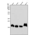 All lanes use the Histone H3 (di-methyl K79) antibody at 1:2K dilution for 1 hour at room temperature. Predicted molecular weight ~15 kDa.