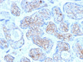 IHC staining of FFPE human placenta with Periostin antibody (clone POSTN/3501). HIER: boil tissue sections in pH 9 10mM Tris with 1mM EDTA for 20 min and allow to cool before testing.