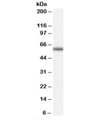 Western blot testing of human peripheral blood mononucleocyte lysate with GNRHR antibody at 0.5ug/ml. Expected molecular weight: 38-60 kDa but may be observed at higher molecular weights due to glycosylation.