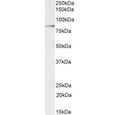 Western blot testing of human placental tissue lysate with TGM2 antibody at 0.03ug/ml. Predicted molecular weight: ~78 kDa.