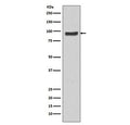 Western blot testing of human HeLa cell lysate with SP1 antibody. Reported molecular weight: 81-95 kDa.