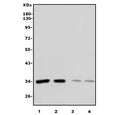 Western blot testing of 1) human HEK293, 2) human K562, 3) rat kidney and 4) mouse SP2/0 cell lysate with XRCC2 antibody. Expected molecular weight: 32-36 kDa.