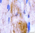 IHC staining of FFPE rat skeletal muscle tissue with M Cadherin antibody. HIER: boil tissue sections in pH8 EDTA for 20 min and allow to cool before testing.