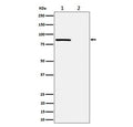 Western blot testing of lysate from human HeLa cells, 1) untreated and 2) Calyculin A-treated, with Phospho-Rad17 antibody.
