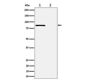 Western blot testing of lysate from human HeLa cells, 1) untreated and 2) Calyculin A-treated, with Phospho-Rad17 antibody.