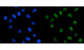 Immunofluorescent staining of FFPE human HeLa cells with TRMT1 antibody (green) and DAPI nuclear stain (blue). HIER: steam section in pH6 citrate buffer for 20 min.