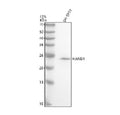 Western blot analysis of HAND1 using anti-HAND1 antibody. Electrophoresis was performed on a 12% SDS-PAGE gel at 80V (Stacking gel) / 120V (Resolving gel) for 2 hours. Lane 1: human SH-SY5Y whole cell lysates. After electrophoresis, proteins were transferred to a nitrocellulose membrane at 150 mA for 50-90 min. Blocked the membrane with 5% non-fat milk/TBS for 1.5 hour at RT.