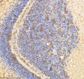 IHC staining of FFPE zebrafish eye tissue with Psmd2 antibody, HRP-labeled secondary and DAB substrate. HIER: boil tissue sections in pH8 EDTA for 20 min and allow to cool before testing.