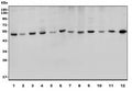 Western blot testing of human 1) HeLa, 2) U-87 MG, 3) MDA-MB-453, 4) MCF7, 5) Jurkat, 6) ThP-1 and rat 7) lung, 8) thymus, 9) skeletal muscle, 10) testis and mouse 11) lung and 12) thymus lysate with SP7 antibody. Predicted molecular weight ~45 kDa.