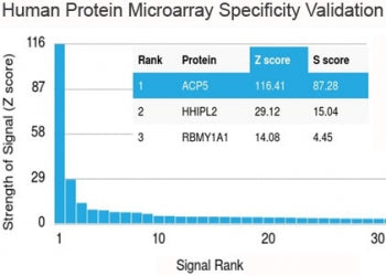 Analysis of HuProt(TM) microarray containing more than 19,000 full-length human proteins using BRCA-1 antibody (clone BRCA1/2973). These results demonstrate the foremost specificity of the BRCA1/2973 mAb. Z- and S- Score: The Z-score represents the strength of a signal that a monoclonal antibody (clone MAb) (in combination with a fluorescently-tagged anti-IgG secondary antibody) produces when binding to a particular protein on the HuProt(TM) array.
