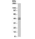 Western blot testing of HepG2 lysate with IDH1 antibody at 0.1ug/ml. Predicted molecular weight ~46 kDa.