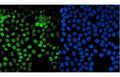 Immunofluorescent staining of FFPE human A431 cells with PTF1A antibody (green) and DAPI nuclear stain (blue). HIER: steam section in pH6 citrate buffer for 20 min.