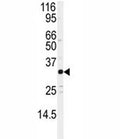 Western blot analysis of JUND antibody and Jurkat lysate. Predicted molecular weight: ~39/34kDa (JUND-L/JUND-S).