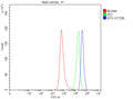 Flow Cytometry analysis of SH-SY5Y cells using anti-EFS antibody. Overlay histogram showing SH-SY5Y cells stained with (Blue line). To facilitate intracellular staining, cells were fixed with 4% paraformaldehyde and permeabilized with permeabilization buffer. The cells were blocked with 10% normal goat serum. And then incubated with rabbit anti-EFS antibody (1 ug/million cells) for 30 min at 20oC.