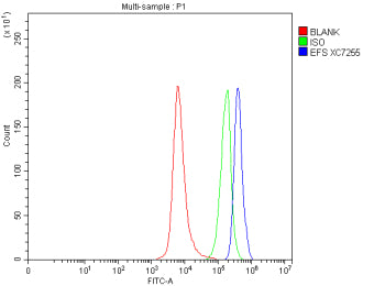 Flow Cytometry analysis of SH-SY5Y cells using anti-EFS antibody. Overlay histogram showing SH-SY5Y cells stained with (Blue line). To facilitate intracellular staining, cells were fixed with 4% paraformaldehyde and permeabilized with permeabilization buffer. The cells were blocked with 10% normal goat serum. And then incubated with rabbit anti-EFS antibody (1 ug/million cells) for 30 min at 20oC.