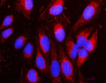 Immunofluorescent staining of FFPE human U-2 OS cells with NAP1L1 antibody (red) and DAPI nuclear stain (blue). HIER: steam section in pH6 citrate buffer for 20 min.