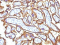 IHC: Formalin-fixed, paraffin-embedded human placenta stained with EGFR antibody (31G7 + GFR1195).