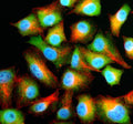 Immunofluorescent staining of NFU1 using anti-NFU1 antibody (green) and anti-Beta Tubulin antibody (red). NFU1 was detected in an immunocytochemical section of cells. Enzyme antigen retrieval was performed using IHC enzyme antigen retrieval reagent for 15 mins. The cells were blocked with 10% goat serum. And then incubated with 5 ug/ml rabbit anti-NFU1 antibody and mouse anti-Beta Tubulin antibody overnight at 4oC.