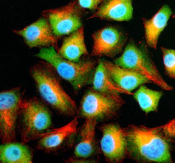 Immunofluorescent staining of NFU1 using anti-NFU1 antibody (green) and anti-Beta Tubulin antibody (red). NFU1 was detected in an immunocytochemical section of cells. Enzyme antigen retrieval was performed using IHC enzyme antigen retrieval reagent for 15 mins. The cells were blocked with 10% goat serum. And then incubated with 5 ug/ml rabbit anti-NFU1 antibody and mouse anti-Beta Tubulin antibody overnight at 4oC.