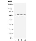 Western blot testing of 1) rat testis, 2) rat brain, 3) mouse brain, 4) human 22RV1 lysate with CRY2 antibody. Expected/observed molecular weight ~67 kDa.