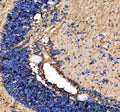 Immunohistochemical analysis of Zebrafish Ago4 using Zebrafish Ago4 antibody and zebrafish cerebellum tissue. HIER: steam section in pH8 EDTA buffer for 20 min.