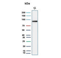 Western blot testing of human small intestine tissue lysate with Cadherin 17 antibody (clone CDH17/2612). Predicted molecular weight ~92 kDa but may be observed at higher molecular weights due to glycosylation.