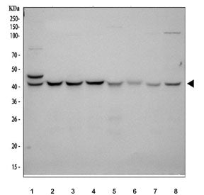 Western blot testing of 1) human HeLa, 2) human MCF7, 3) human 293T, 4) human HepG2, 5) rat RH35, 6) rat NRK, 7) mouse HEPA1-6 and 8) mouse NIH 3T3 cell lysate with KIN antibody. Predicted molecular weight ~45 kDa.
