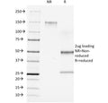 SDS-PAGE Analysis of Purified, BSA-Free CD7 Antibody (clone C7/511). Confirmation of Integrity and Purity of the Antibody.
