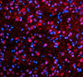Immunofluorescent staining of SFXN4 using anti-SFXN4 antibody (red). SFXN4 was detected in a paraffin-embedded section of rat brain tissue. Heat mediated antigen retrieval was performed in EDTA buffer (pH 8.0, epitope retrieval solution). The tissue section was blocked with 10% goat serum. The tissue section was then incubated with 5 ug/ml rabbit anti-SFXN4 antibody overnight at 4oC. Cy3 Conjugated Goat Anti-Rabbit IgG was used as secondary antibody at 1:500 dilution and incubated for 30 min at 37oC.