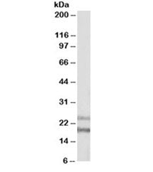 Western blot testing of human frontal cortex lysate with IL-22 antibody at 1ug/ml. Observed molecular weight: 19~25 kDa depending on glycosylation level.